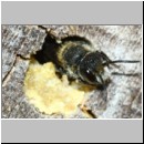 Heriades truncorum - Loecherbiene 08b 6mm.jpg